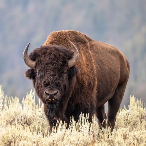 Bison 1