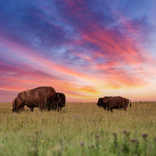 Bison 2