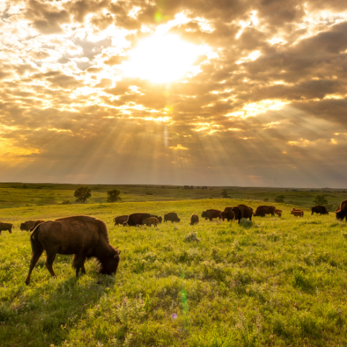 Bison 3