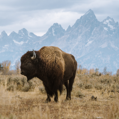 Bison 4