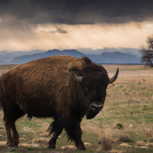 Bison 5