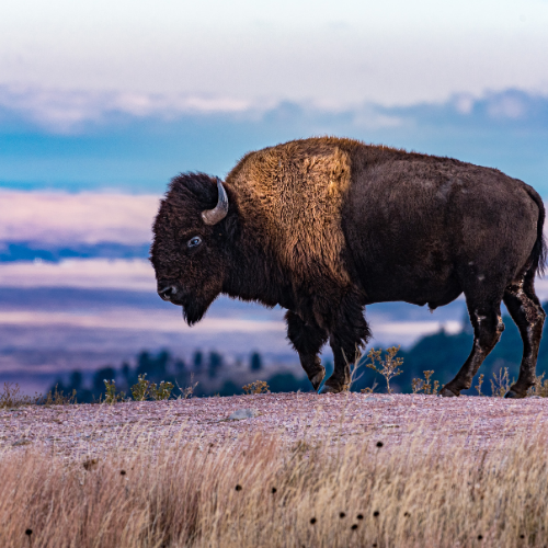 Bison 6