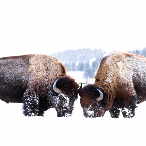 Bison 7